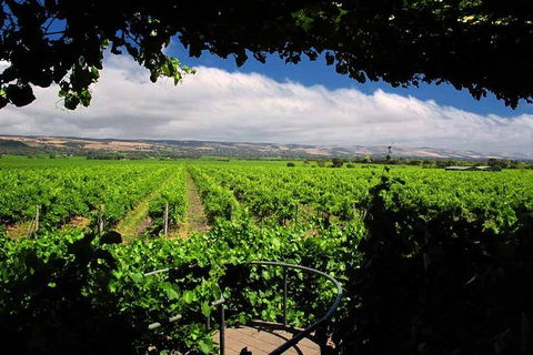 McLaren Vale Winery Small Group Tour With Wine Tasting And Lunch - Accommodation Gladstone 1