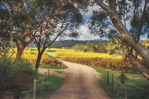 McLaren Vale Winery Small Group Tour With Wine Tasting And Lunch - Accommodation Gladstone 3