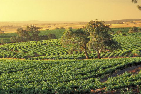 Barossa Valley: Behind The Scenes Private Tour - Accommodation Gladstone 3
