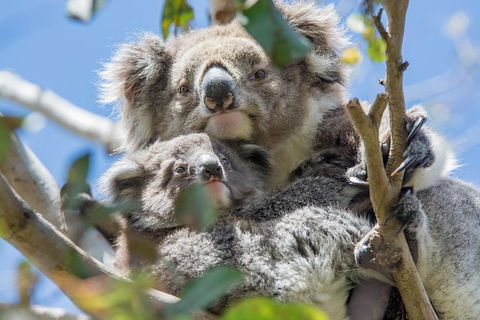 3-Day Adelaide To Melbourne Overland Trip Through Grampians And Great Ocean Road - Accommodation Gladstone 3