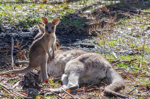 3-Day Adelaide To Melbourne Overland Trip Through Grampians And Great Ocean Road - Accommodation Gladstone 10