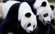 Adelaide City Tour With Optional River Cruise And Adelaide Zoo Admission - thumb 1