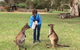 Adelaide Highlights And Hahndorf Tour With Optional River Cruise - thumb 3