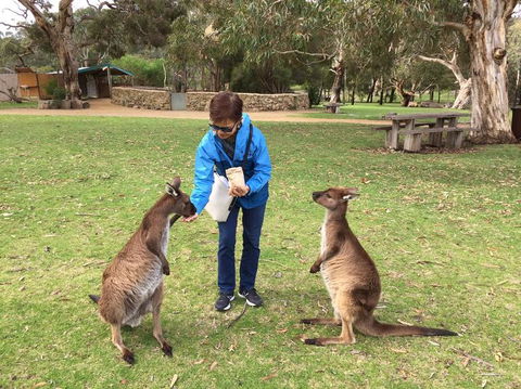 Adelaide Highlights And Hahndorf Tour With Optional River Cruise - Accommodation Gladstone 3