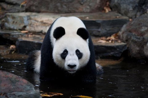 Adelaide Zoo General Entry Ticket - Accommodation Gladstone 1