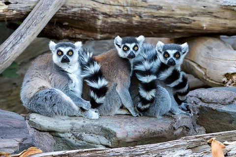 Adelaide Zoo Behind The Scenes Experience: Lemur Feeding - Accommodation Gladstone 1