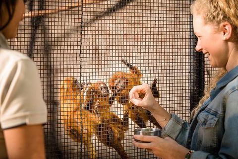 Adelaide Zoo Behind The Scenes Experience: Meet The Primates - Accommodation Gladstone 0