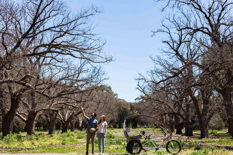 Adelaide 90-Minute Pedicab Tour: Scenic Green & River Experience - Accommodation Gladstone 1