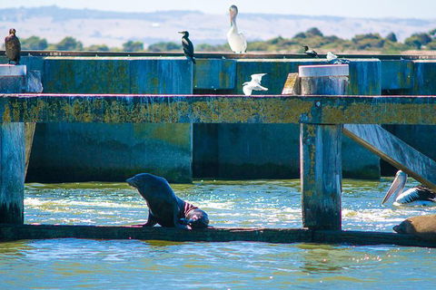 Murray Mouth Cruise - Accommodation Gladstone 1