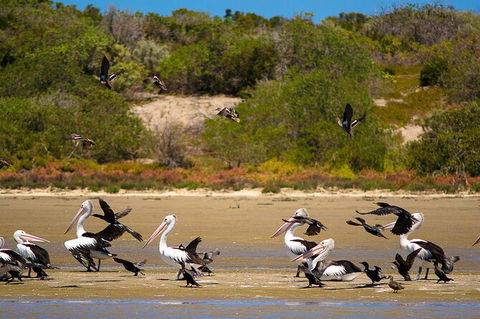 Murray Mouth Cruise - Accommodation Gladstone 4