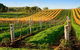 Victor Harbor With McLaren Vale Wine Region Tour From Adelaide - thumb 0