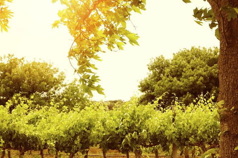 Victor Harbor With McLaren Vale Wine Region Tour From Adelaide - Accommodation Gladstone 1
