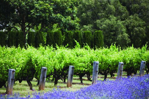 Ultimate Penfolds Magill Estate Experience - Accommodation Gladstone 4