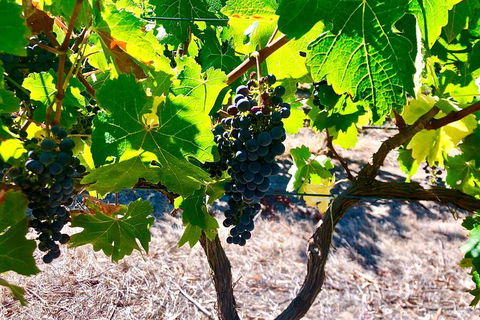 Fleurieu Explorer 3 Day 2 Night Cycle Camping Self Guided Tour - Accommodation Gladstone 9