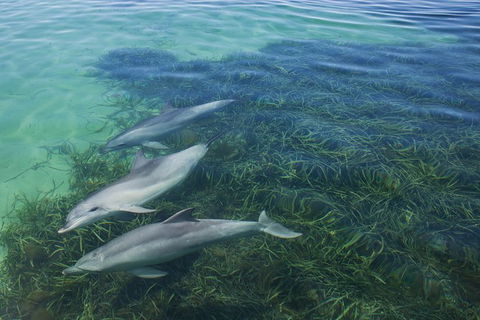 2-Day Exclusive Adelaide Bird And Dolphin Sanctuary Glamping Tour - Accommodation Gladstone 1