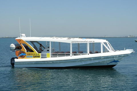 Adelaide Ocean Safari - Wild Dolphin Safari - Accommodation Gladstone 0