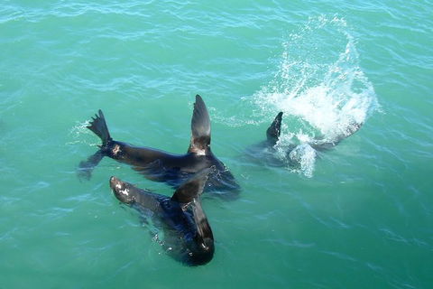 Coorong Highlights Cruise - Accommodation Gladstone 3