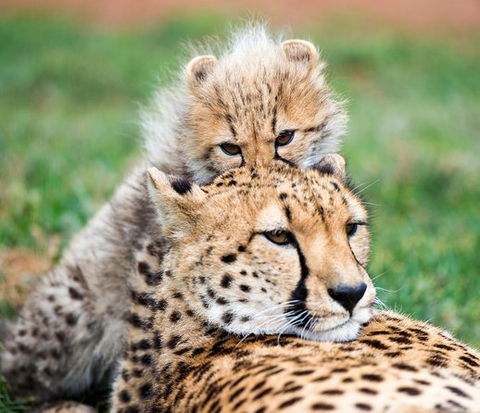 Cheetah Experience At Monarto Safari Park - Accommodation Gladstone 1