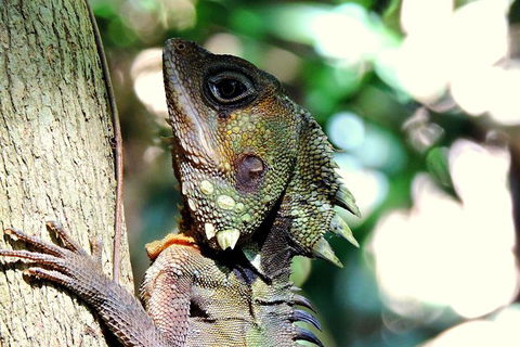 Daintree Rainforest, Cape Tribulation, Mossman Gorge In A Day - Accommodation Gladstone 8