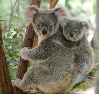 Lone Pine Koala Sanctuary Day Pass - Accommodation Gladstone