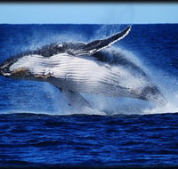 Whale Watching Cruise from Redcliffe Brisbane or the Sunshine Coast - Accommodation Gladstone