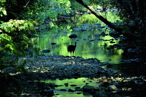 Daintree - Cape Tribulation & Atherton Tablelands Tours From Port Douglas - Accommodation Gladstone 1