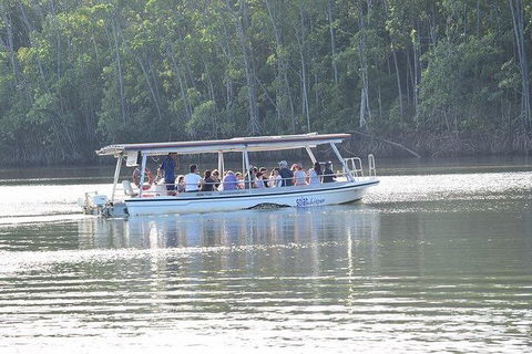Daintree - Cape Tribulation & Atherton Tablelands Tours From Port Douglas - Accommodation Gladstone 16
