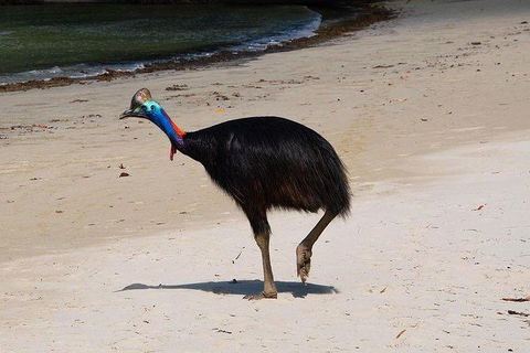 Daintree - Cape Tribulation & Atherton Tablelands Tours From Port Douglas - Accommodation Gladstone 17