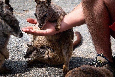 Daintree - Cape Tribulation & Atherton Tablelands Tours From Port Douglas - Accommodation Gladstone 4