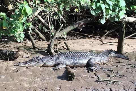 Daintree - Cape Tribulation & Atherton Tablelands Tours From Port Douglas - Accommodation Gladstone 24