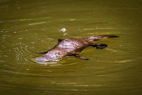 Daintree - Cape Tribulation & Atherton Tablelands Tours From Port Douglas - Accommodation Gladstone 27