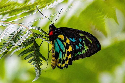 Daintree - Cape Tribulation & Atherton Tablelands Tours From Port Douglas - Accommodation Gladstone 19