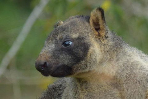 Daintree - Cape Tribulation & Atherton Tablelands Tours From Port Douglas - Accommodation Gladstone 8