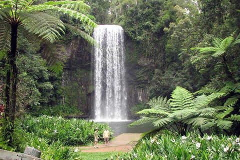 Daintree - Cape Tribulation & Atherton Tablelands Tours From Port Douglas - Accommodation Gladstone 12