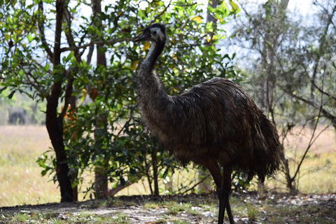 Daintree - Cape Tribulation & Atherton Tablelands Tours From Port Douglas - Accommodation Gladstone 29