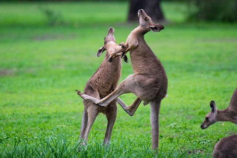 Daintree - Cape Tribulation & Atherton Tablelands Tours From Port Douglas - Accommodation Gladstone 14