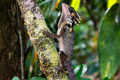 Daintree - Cape Tribulation & Atherton Tablelands Tours From Port Douglas - Accommodation Gladstone 7