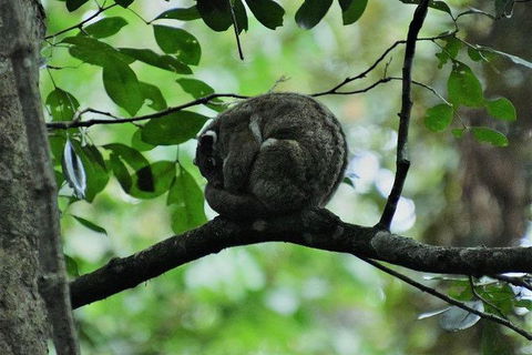 Daintree - Cape Tribulation & Atherton Tablelands Tours From Port Douglas - Accommodation Gladstone 11