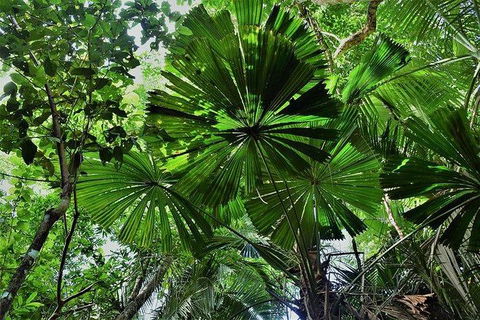 Daintree - Cape Tribulation & Atherton Tablelands Tours From Port Douglas - Accommodation Gladstone 22