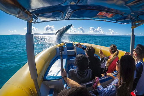 Ocean Rafting Tour To Whitehaven Beach, Hill Inlet Lookout & Top Snorkel Spots - Accommodation Gladstone 14