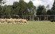 Lone Pine Koala Sanctuary Admission With Brisbane River Cruise - thumb 14