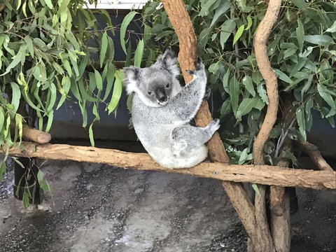 Lone Pine Koala Sanctuary Admission With Brisbane River Cruise - Accommodation Gladstone 21