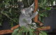 Lone Pine Koala Sanctuary Admission With Brisbane River Cruise - thumb 6