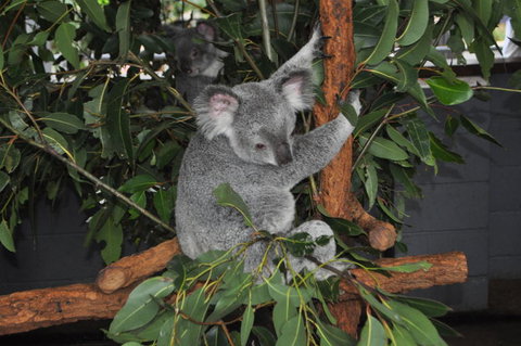 Lone Pine Koala Sanctuary Admission With Brisbane River Cruise - Accommodation Gladstone 6