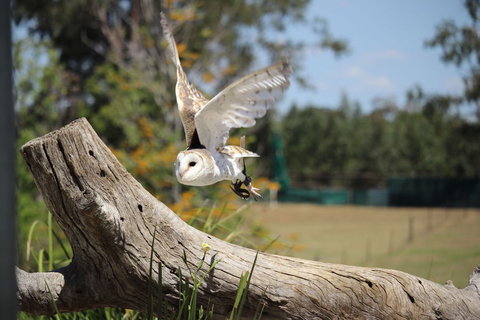 Lone Pine Koala Sanctuary Admission With Brisbane River Cruise - Accommodation Gladstone 25