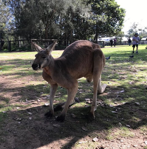 Lone Pine Koala Sanctuary Admission With Brisbane River Cruise - Accommodation Gladstone 15