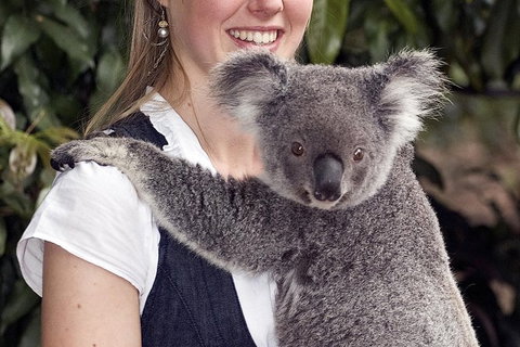 Lone Pine Koala Sanctuary Admission With Brisbane River Cruise - Accommodation Gladstone 1