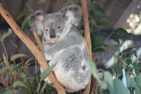 Lone Pine Koala Sanctuary Admission With Brisbane River Cruise - Accommodation Gladstone 9