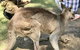 Lone Pine Koala Sanctuary Admission With Brisbane River Cruise - thumb 19