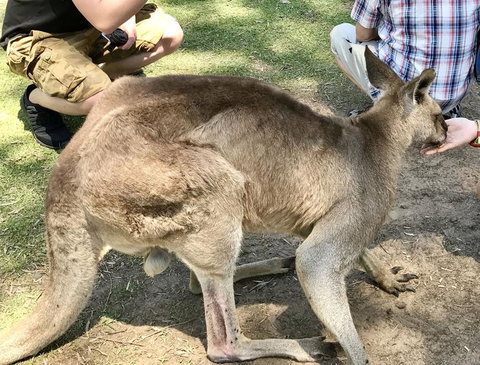 Lone Pine Koala Sanctuary Admission With Brisbane River Cruise - Accommodation Gladstone 19